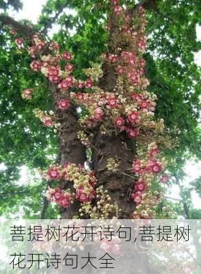 菩提树花开诗句,菩提树花开诗句大全