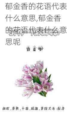 郁金香的花语代表什么意思,郁金香的花语代表什么意思呢