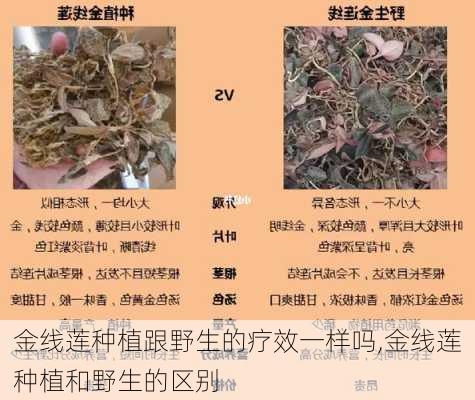 金线莲种植跟野生的疗效一样吗,金线莲种植和野生的区别