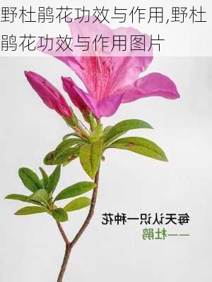 野杜鹃花功效与作用,野杜鹃花功效与作用图片