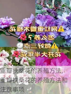 重瓣扶桑花的养殖方法,重瓣扶桑花的养殖方法和注意事项