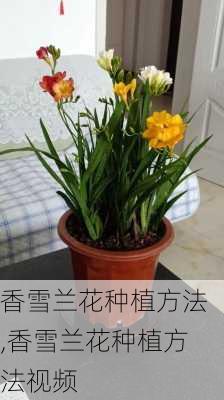 香雪兰花种植方法,香雪兰花种植方法视频