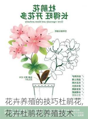 花卉养殖的技巧杜鹃花,花卉杜鹃花养殖技术