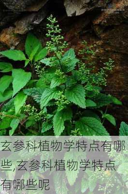 玄参科植物学特点有哪些,玄参科植物学特点有哪些呢