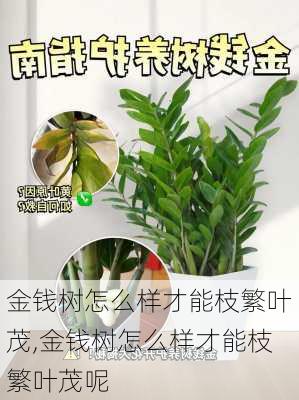 金钱树怎么样才能枝繁叶茂,金钱树怎么样才能枝繁叶茂呢