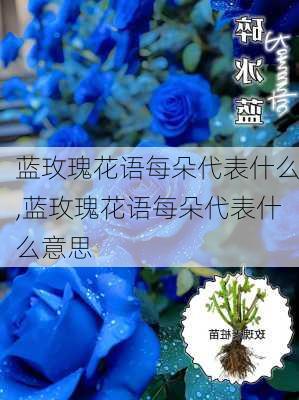 蓝玫瑰花语每朵代表什么,蓝玫瑰花语每朵代表什么意思