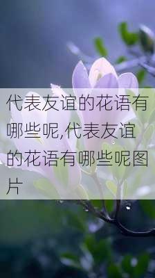 代表友谊的花语有哪些呢,代表友谊的花语有哪些呢图片