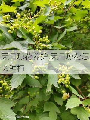 天目琼花养护,天目琼花怎么种植