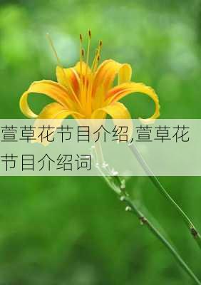 萱草花节目介绍,萱草花节目介绍词