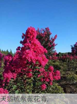 天鹅绒紫薇花海,