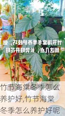 竹节海棠冬季怎么养护好,竹节海棠冬季怎么养护好呢