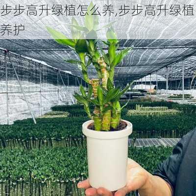 步步高升绿植怎么养,步步高升绿植养护