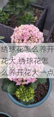 绣球花怎么养开花大,绣球花怎么养开花大一点