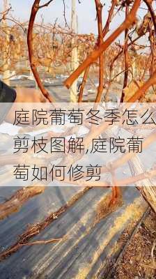 庭院葡萄冬季怎么剪枝图解,庭院葡萄如何修剪