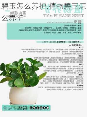 碧玉怎么养护,植物碧玉怎么养护