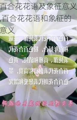 百合花花语及象征意义,百合花花语和象征的意义