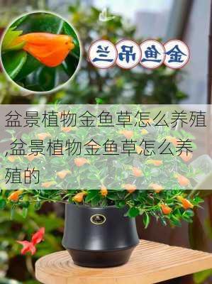 盆景植物金鱼草怎么养殖,盆景植物金鱼草怎么养殖的