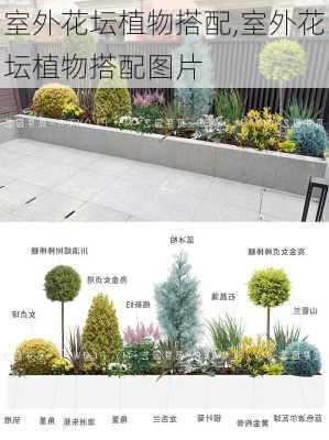 室外花坛植物搭配,室外花坛植物搭配图片