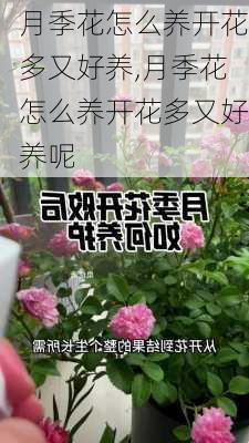 月季花怎么养开花多又好养,月季花怎么养开花多又好养呢