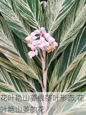 花叶艳山姜根茎叶形态,花叶艳山姜的花