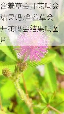 含羞草会开花吗会结果吗,含羞草会开花吗会结果吗图片