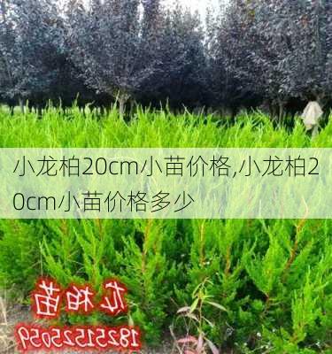 小龙柏20cm小苗价格,小龙柏20cm小苗价格多少