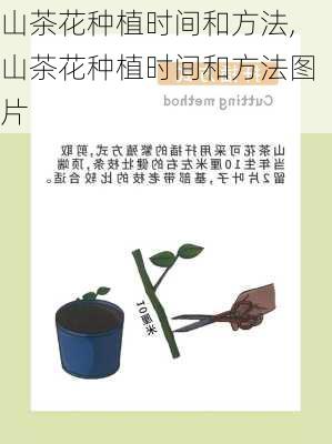 山茶花种植时间和方法,山茶花种植时间和方法图片