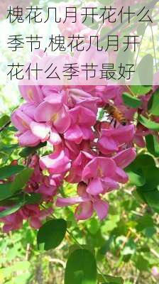 槐花几月开花什么季节,槐花几月开花什么季节最好