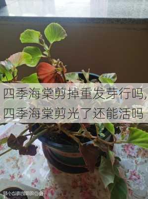 四季海棠剪掉重发芽行吗,四季海棠剪光了还能活吗