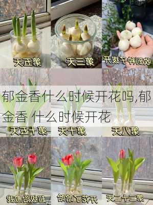 郁金香什么时候开花吗,郁金香 什么时候开花