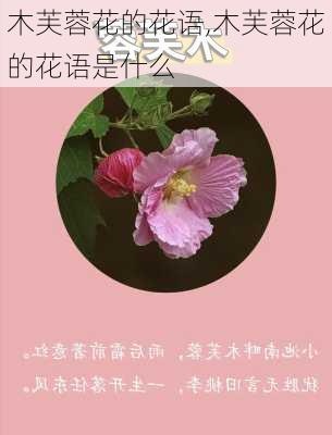 木芙蓉花的花语,木芙蓉花的花语是什么