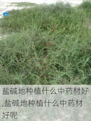 盐碱地种植什么中药材好,盐碱地种植什么中药材好呢