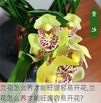 兰花怎么养才能旺盛容易开花,兰花怎么养才能旺盛容易开花?