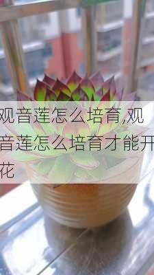 观音莲怎么培育,观音莲怎么培育才能开花