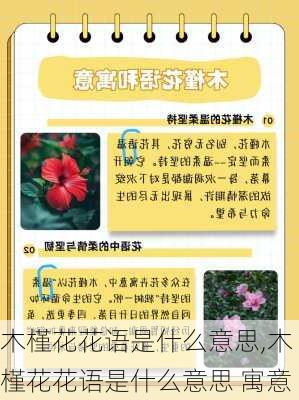 木槿花花语是什么意思,木槿花花语是什么意思 寓意