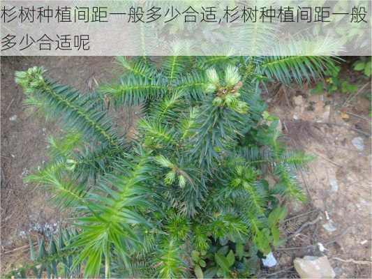 杉树种植间距一般多少合适,杉树种植间距一般多少合适呢