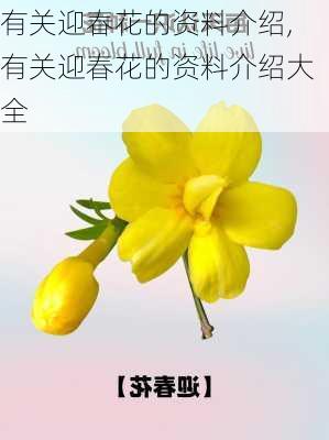 有关迎春花的资料介绍,有关迎春花的资料介绍大全