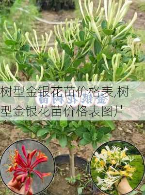 树型金银花苗价格表,树型金银花苗价格表图片