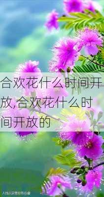 合欢花什么时间开放,合欢花什么时间开放的