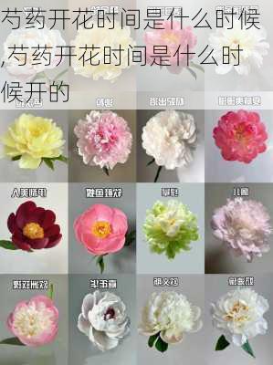 芍药开花时间是什么时候,芍药开花时间是什么时候开的