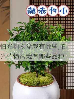 怕光植物盆栽有哪些,怕光植物盆栽有哪些品种