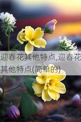 迎春花其他特点,迎春花其他特点(简单的)