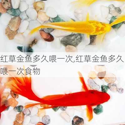 红草金鱼多久喂一次,红草金鱼多久喂一次食物