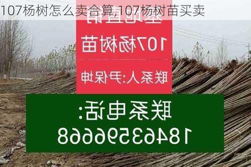 107杨树怎么卖合算,107杨树苗买卖