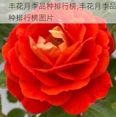 丰花月季品种排行榜,丰花月季品种排行榜图片