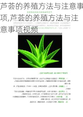 芦荟的养殖方法与注意事项,芦荟的养殖方法与注意事项视频