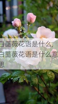 白蔷薇花语是什么,白蔷薇花语是什么意思