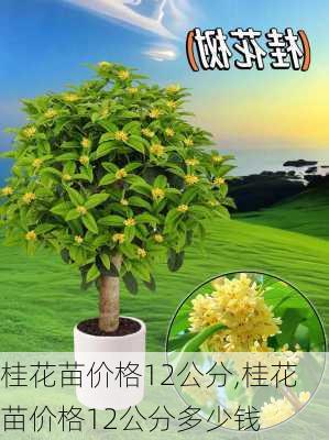 桂花苗价格12公分,桂花苗价格12公分多少钱