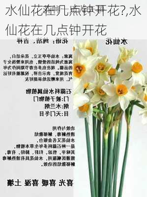 水仙花在几点钟开花?,水仙花在几点钟开花