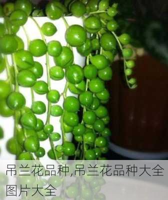 吊兰花品种,吊兰花品种大全图片大全